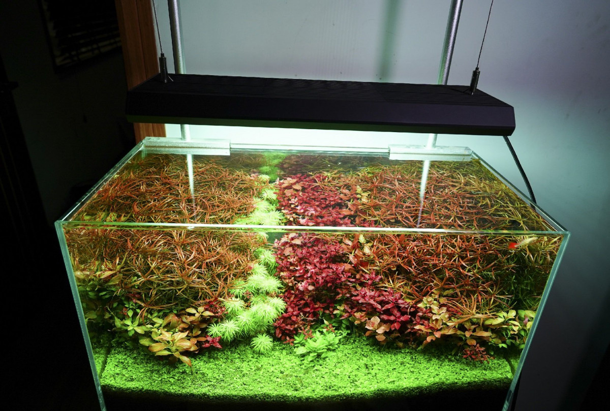 レビュー高評価の商品！レビュー高評価の商品！Chihiros VIVID2